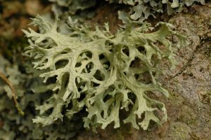 Evernia prunastri